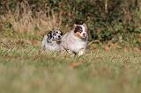 BERGER AUSTRALIEN PUPPIES 212